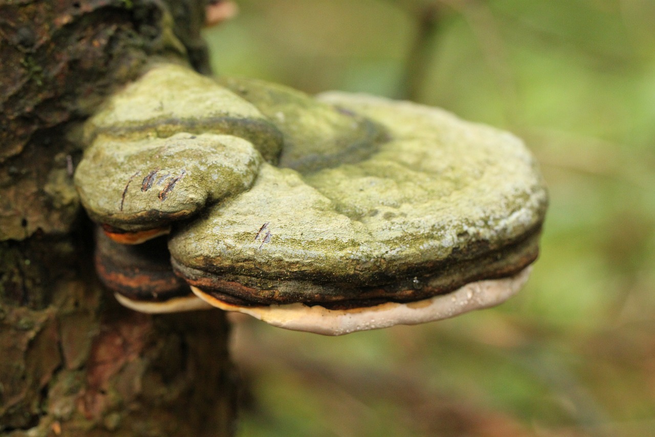 tree fungus mushroom forest free photo