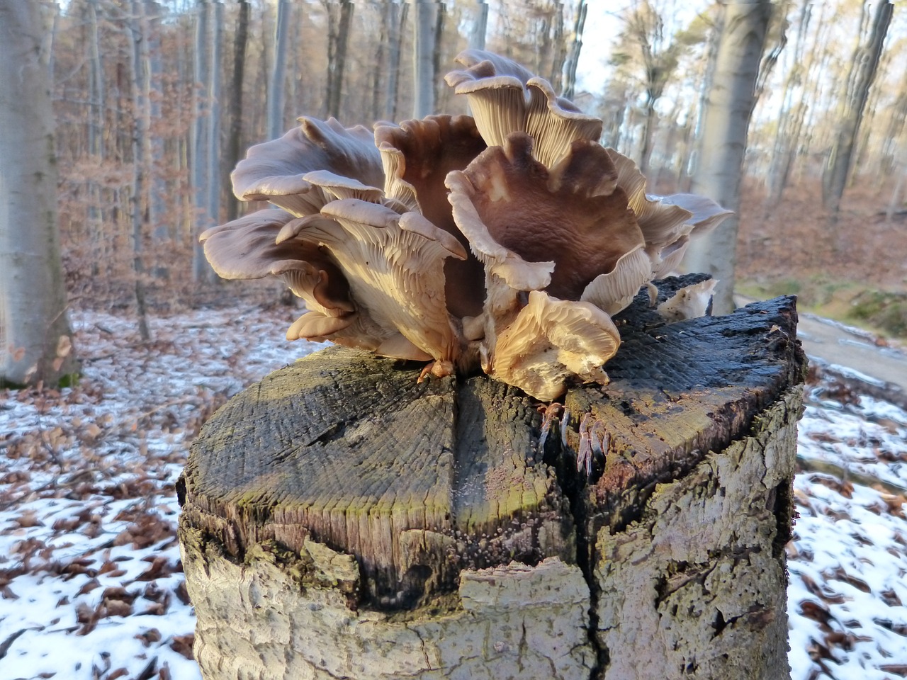 tree fungus tree stump mushroom free photo
