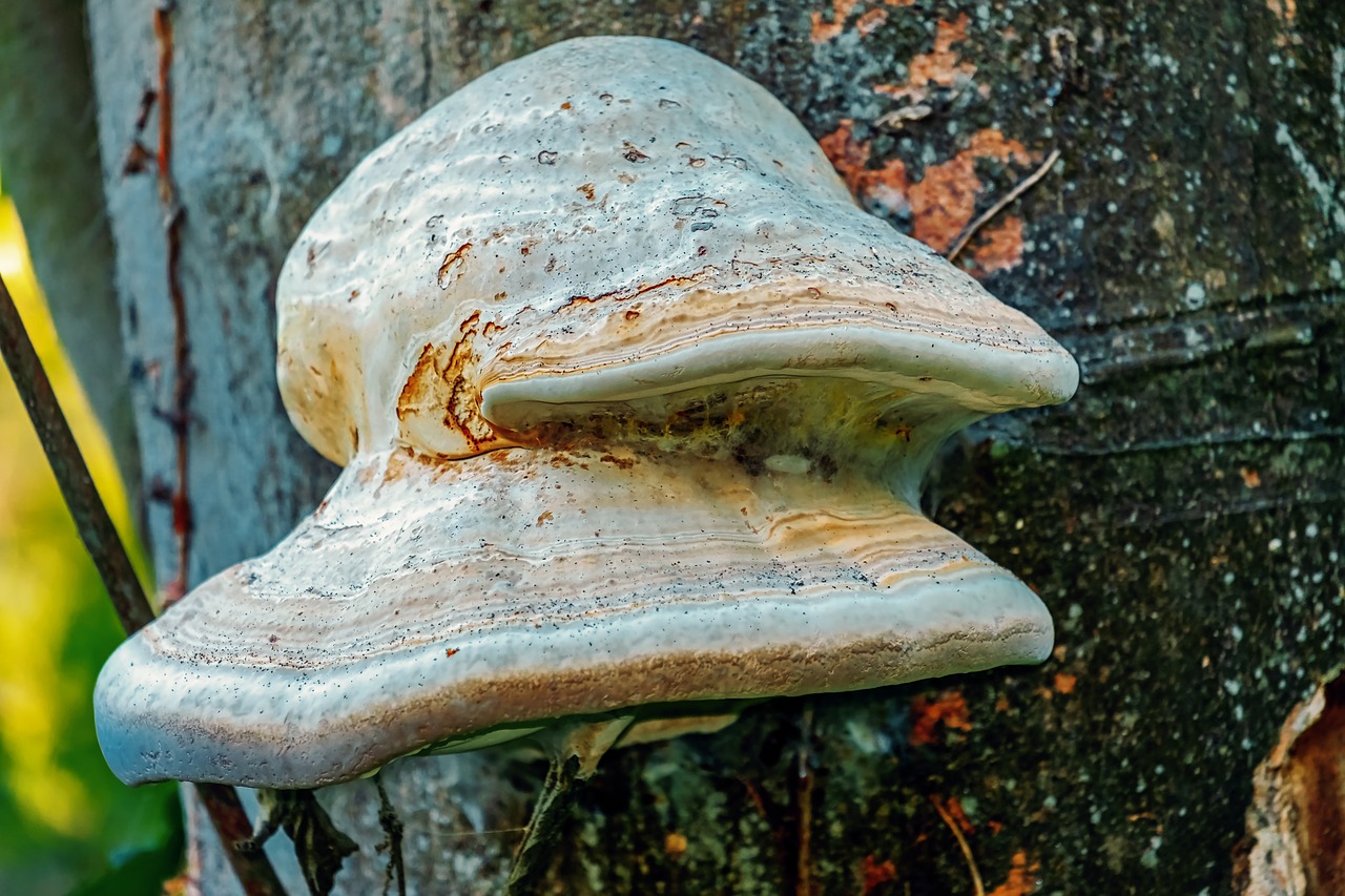 tree fungus  mushroom  log free photo