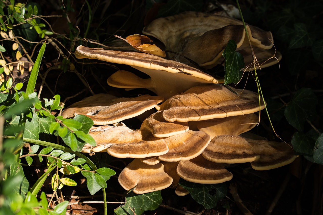 tree fungus  butterfly turkey tail  mushroom free photo