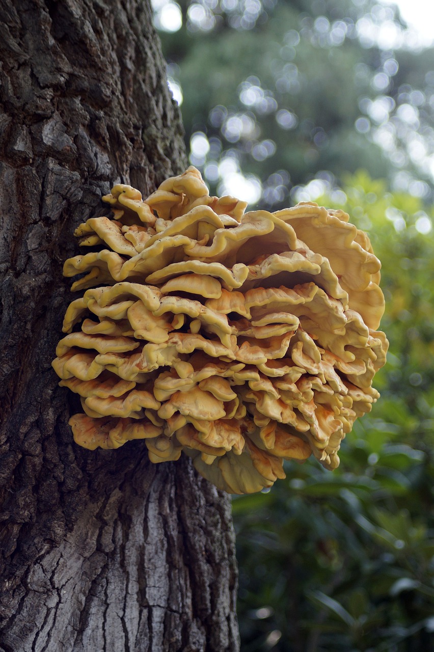 tree fungus  mushroom  tree free photo
