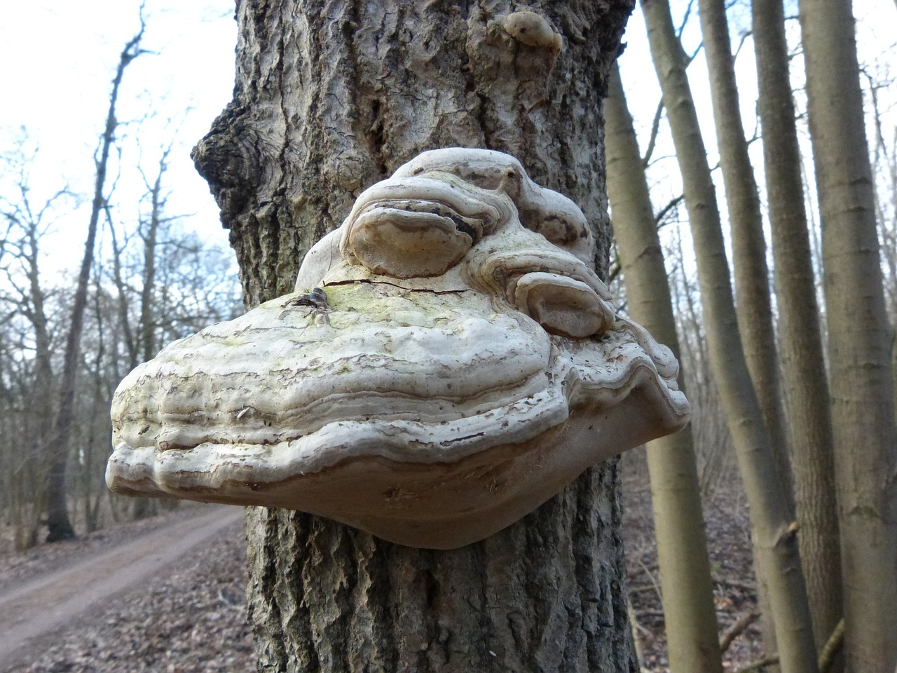tree fungus tree mushroom free photo