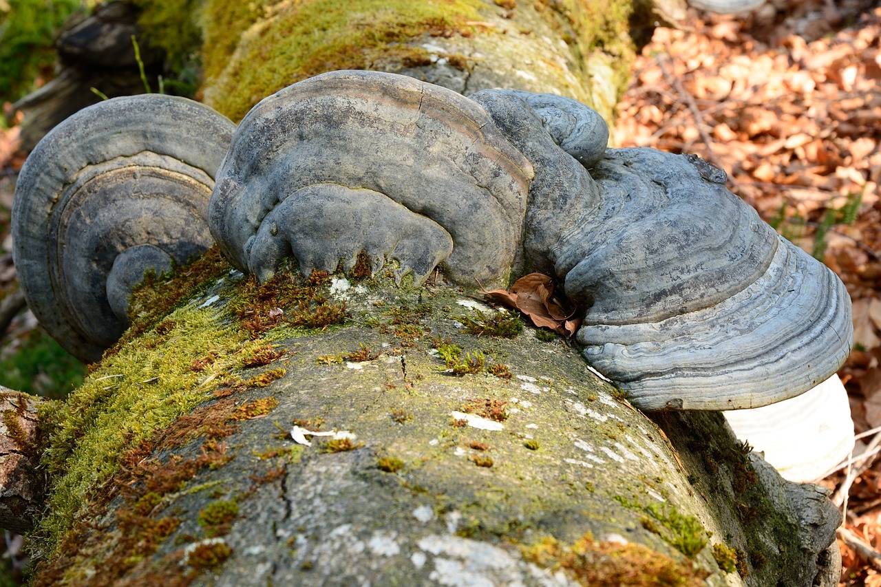 tree fungus mushroom tree free photo