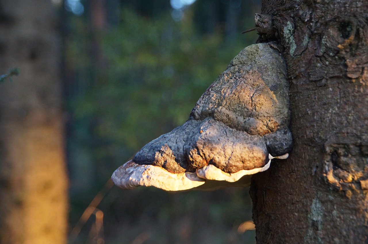 tree fungus forest mushroom free photo