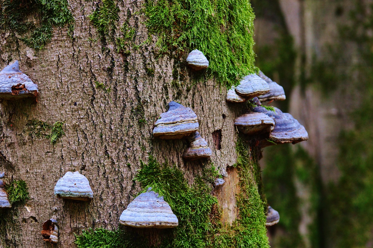 tree fungus tree mushroom free photo