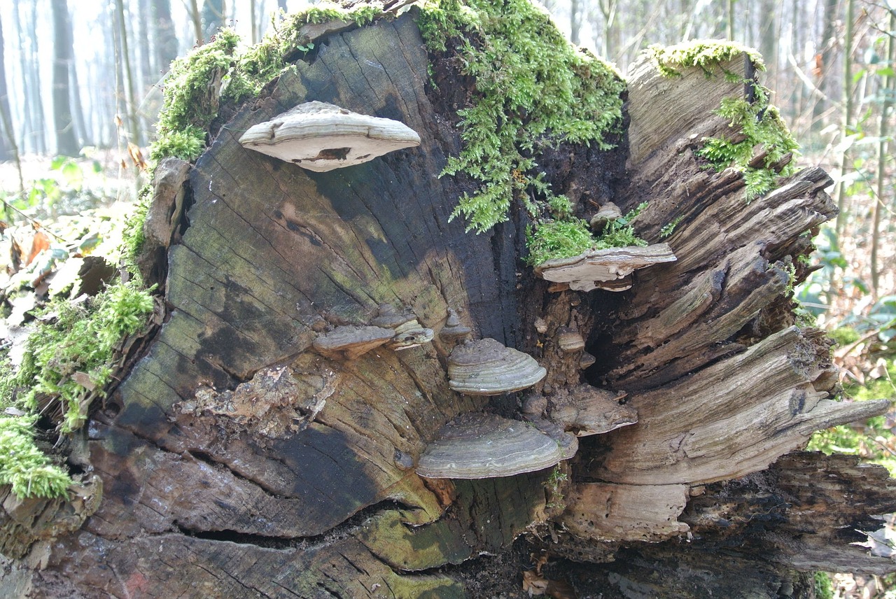 tree fungus mushroom forest free photo