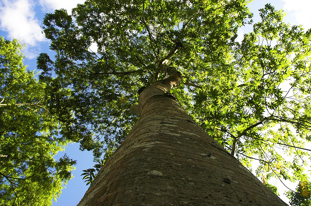 tree giant log foliage free photo