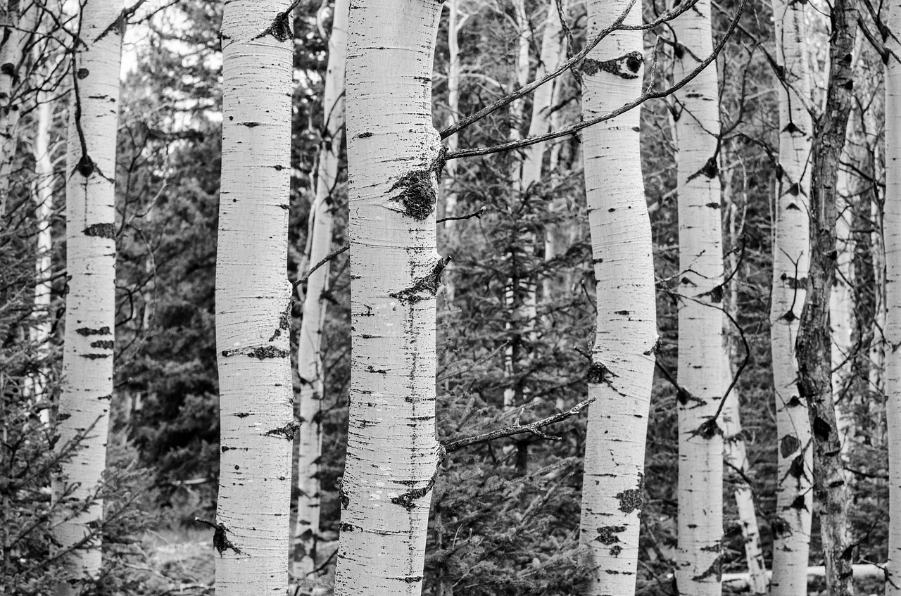 tree grove black and white aspen free photo