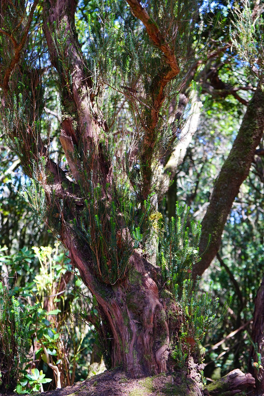 tree heath tree forest free photo
