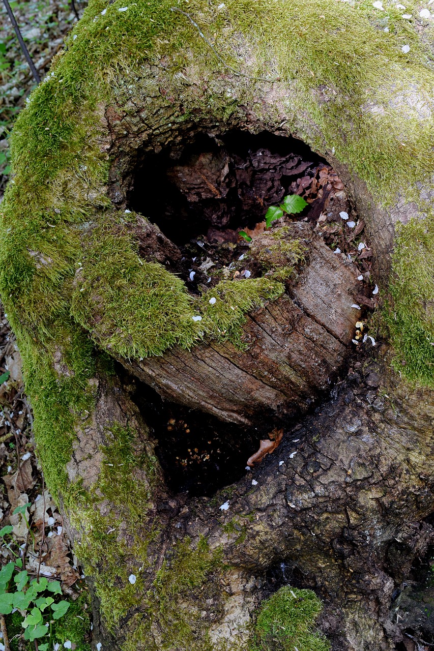 tree hole  sawed off  moss free photo