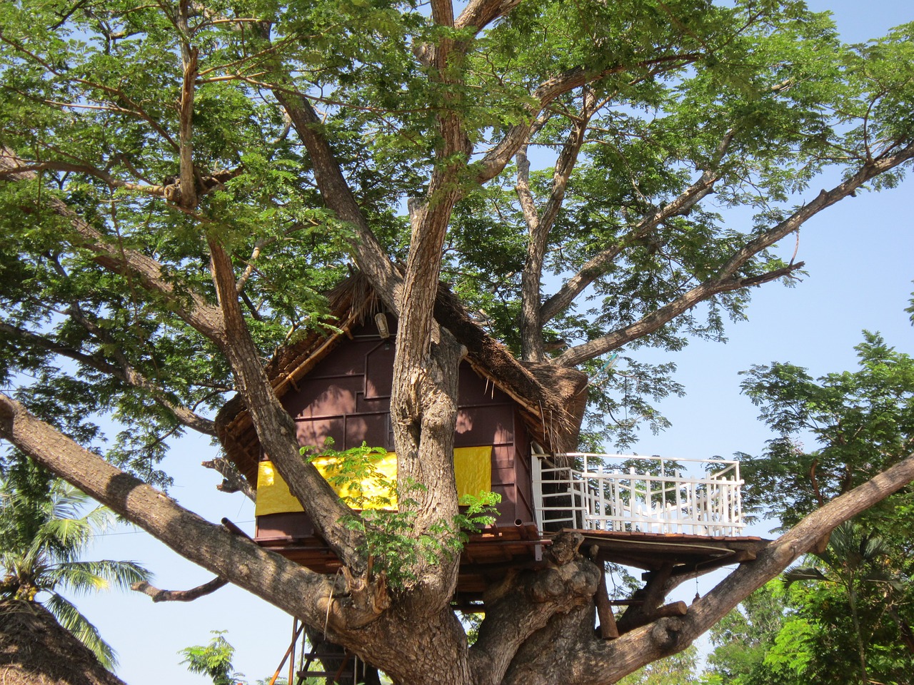 tree house  play  tree free photo