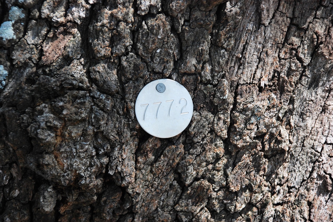 tree identification tags identification tags tree tags free photo