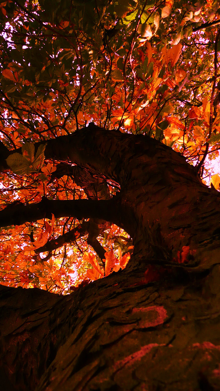 tree autumn yellow free photo