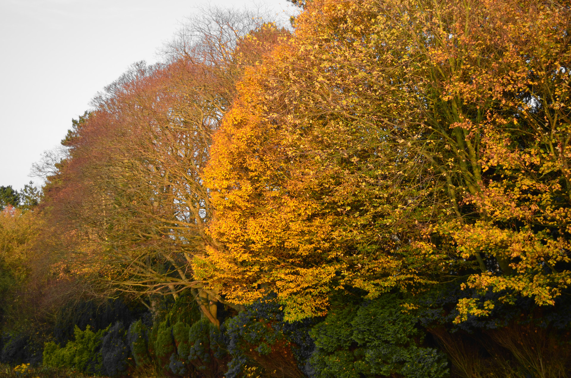 tree leaves trunk free photo