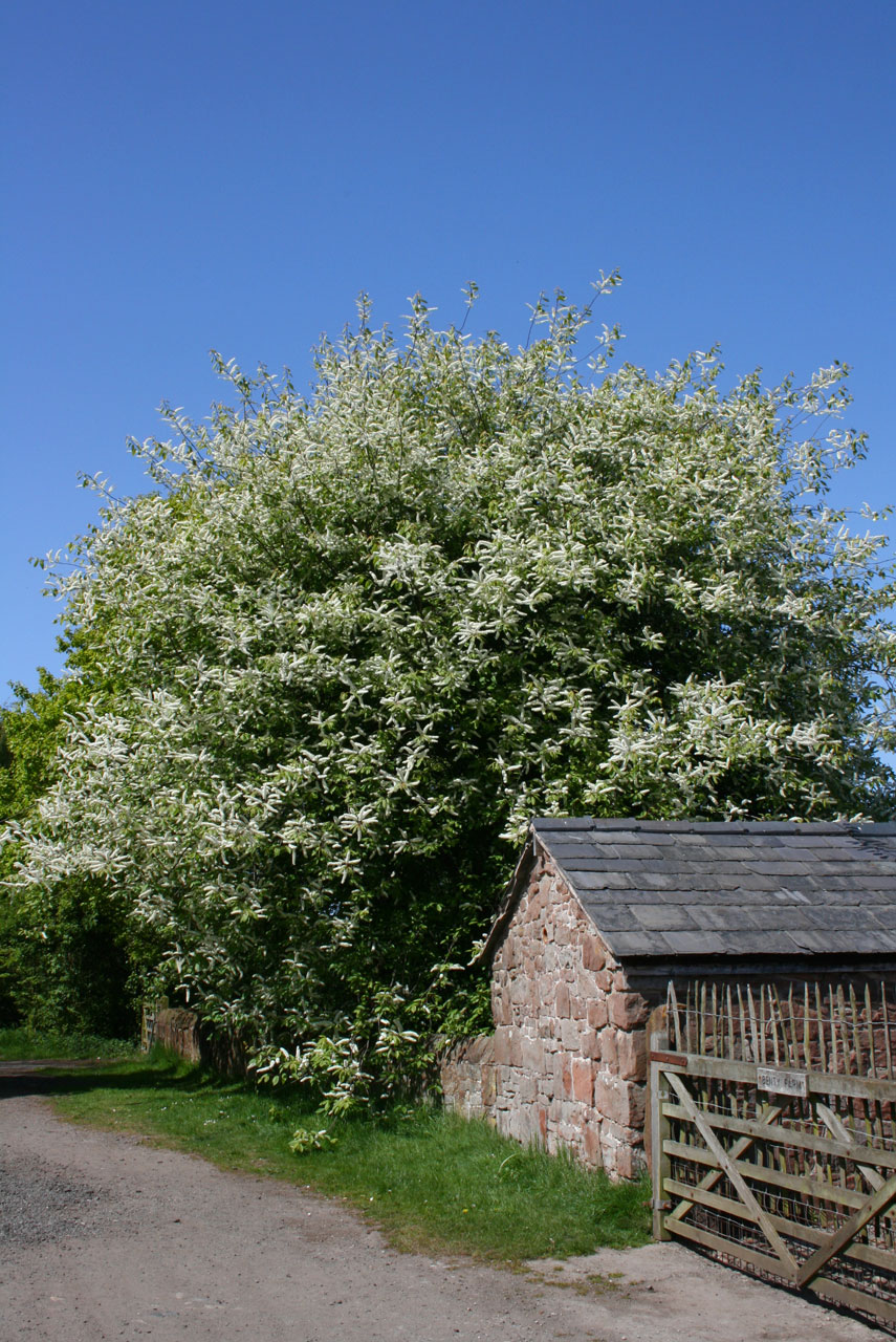 tree blossom established free photo