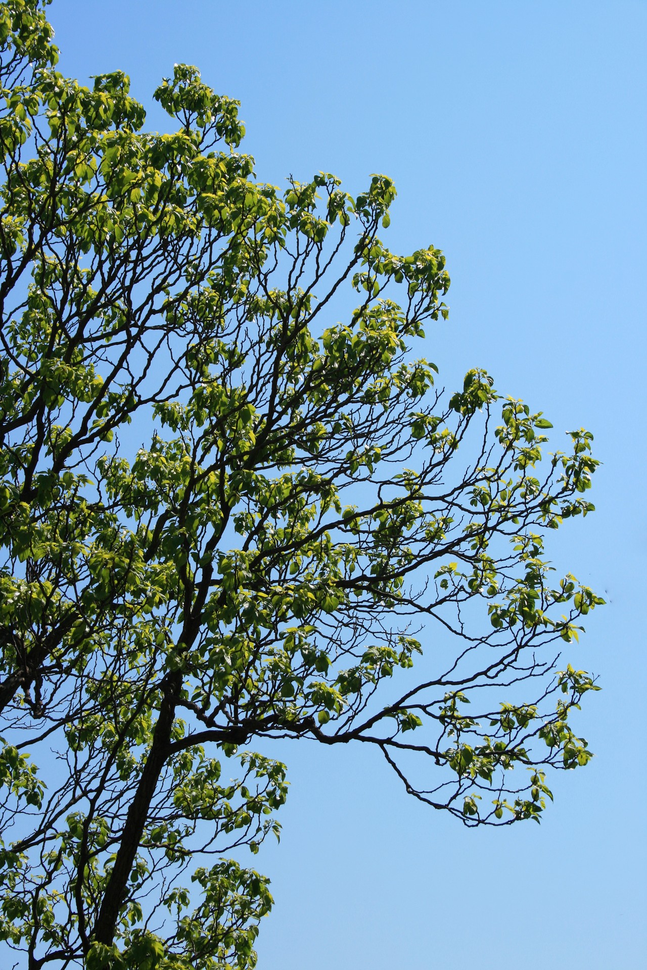 tree spring foliage free photo