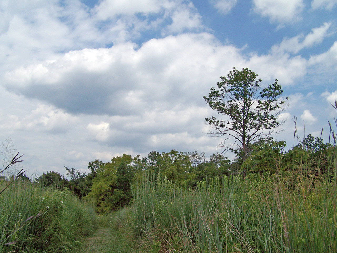 trees field sky free photo