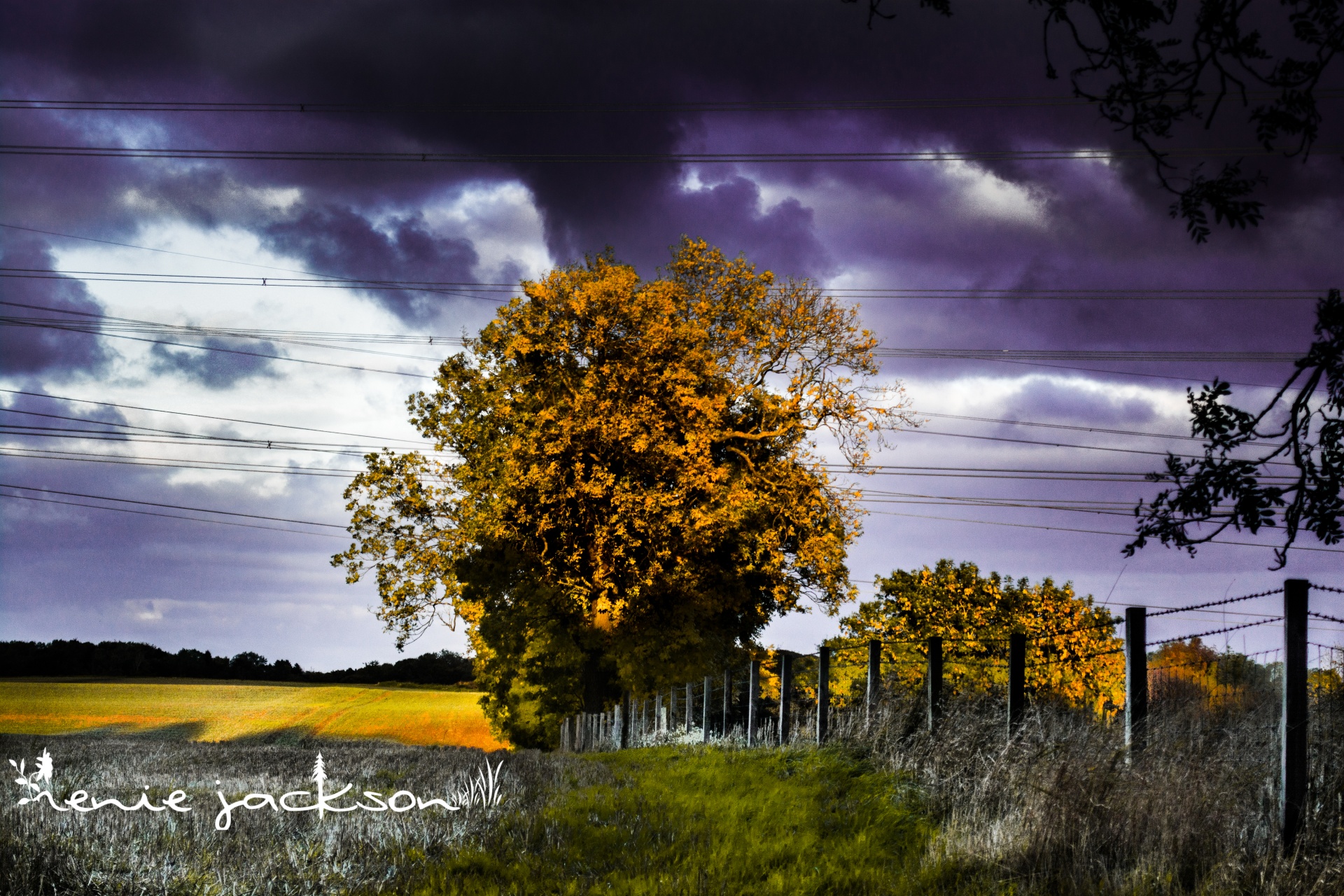 tree landscape field free photo