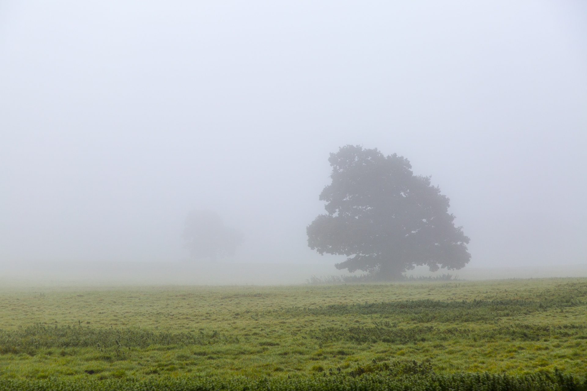 fog foggy landscape free photo