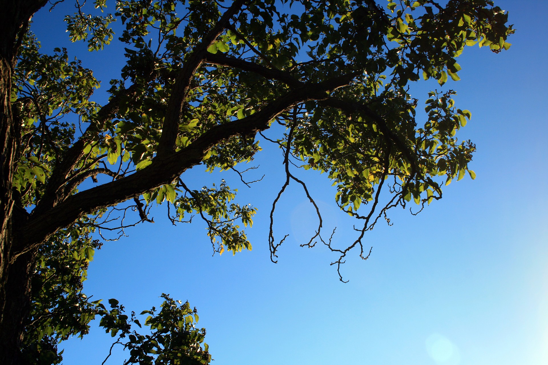 tree summer seasons free photo