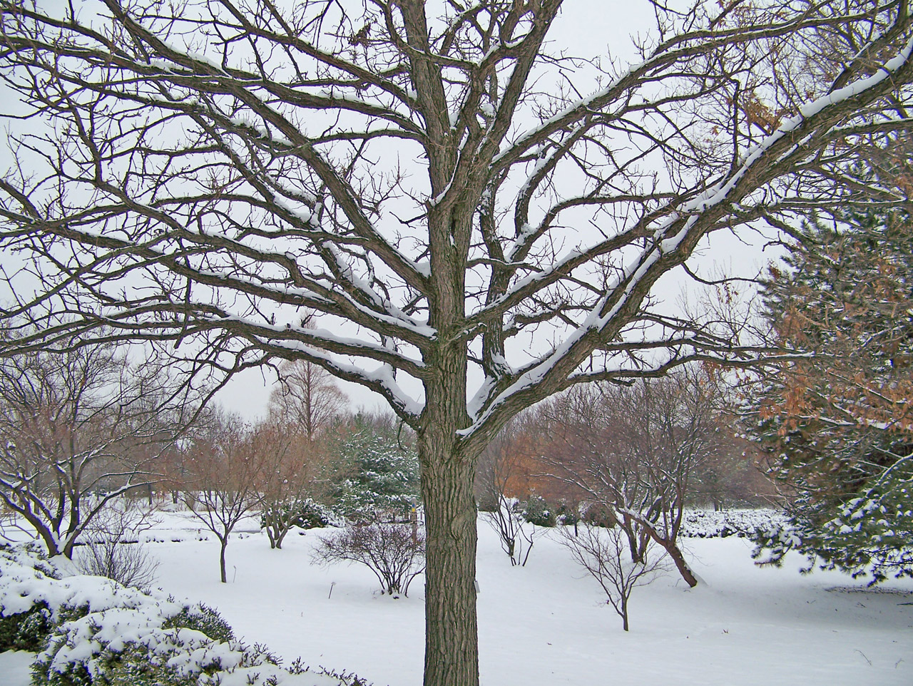 tree snow tree in snow free photo