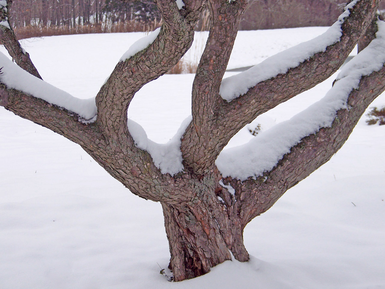 tree trunk snow free photo