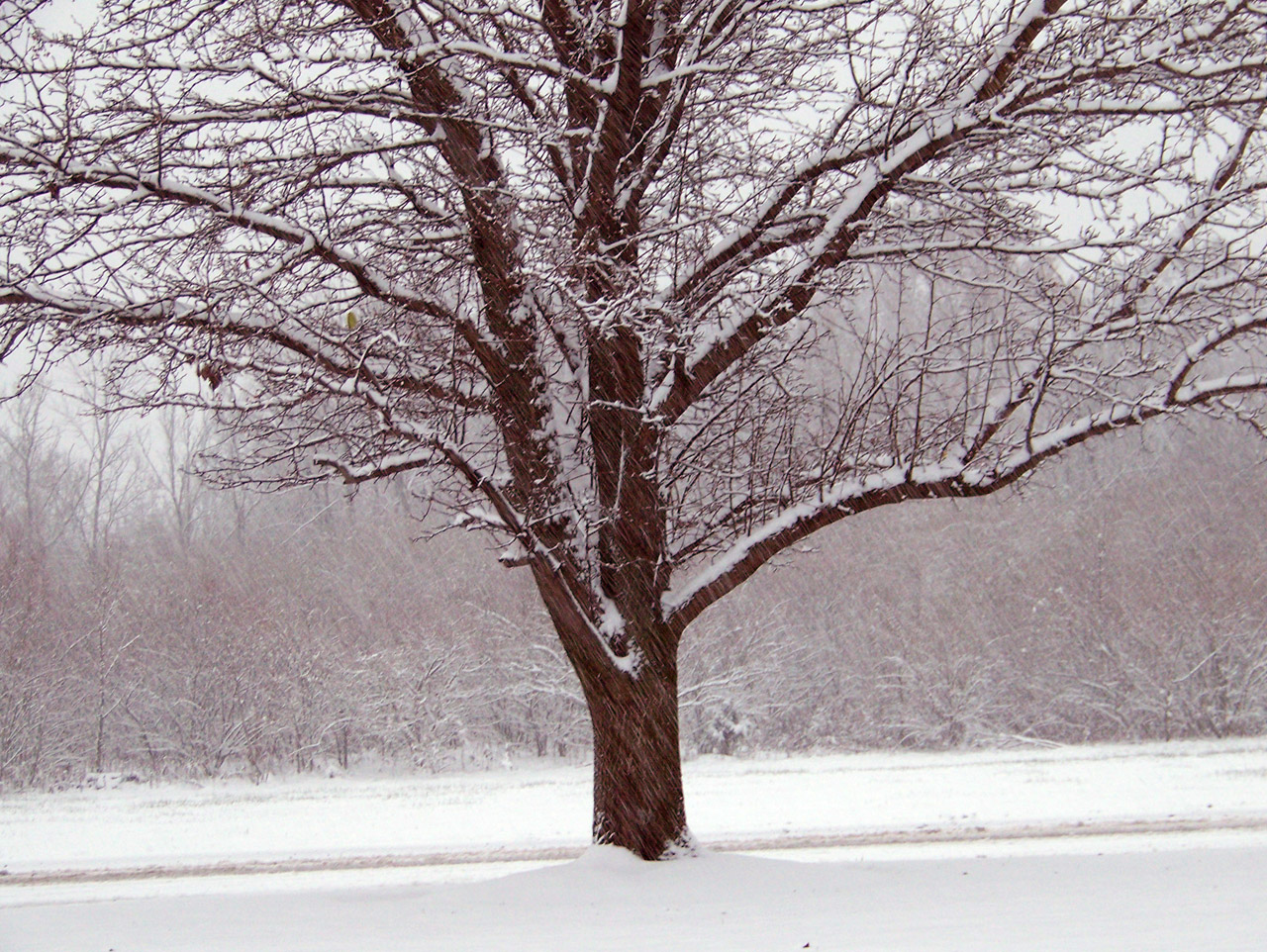 snow trees christmas free photo