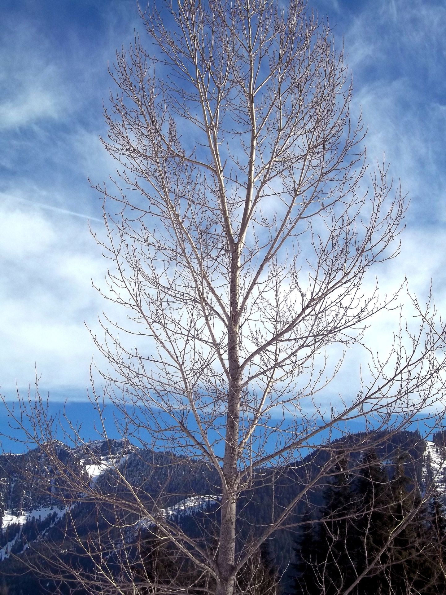 tree snow mountains free photo