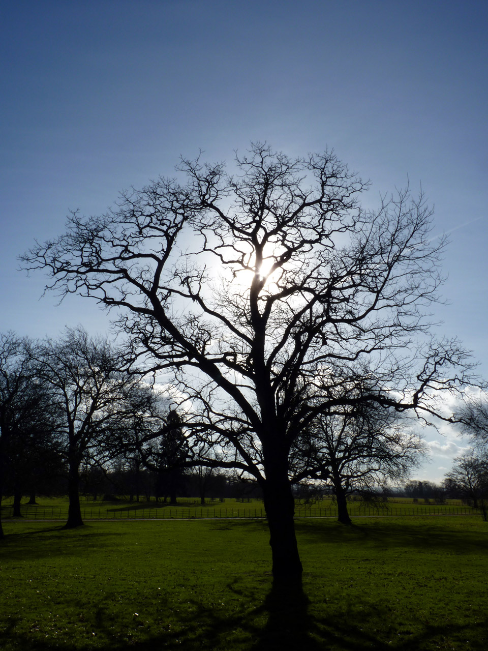 tree sun sunshine free photo
