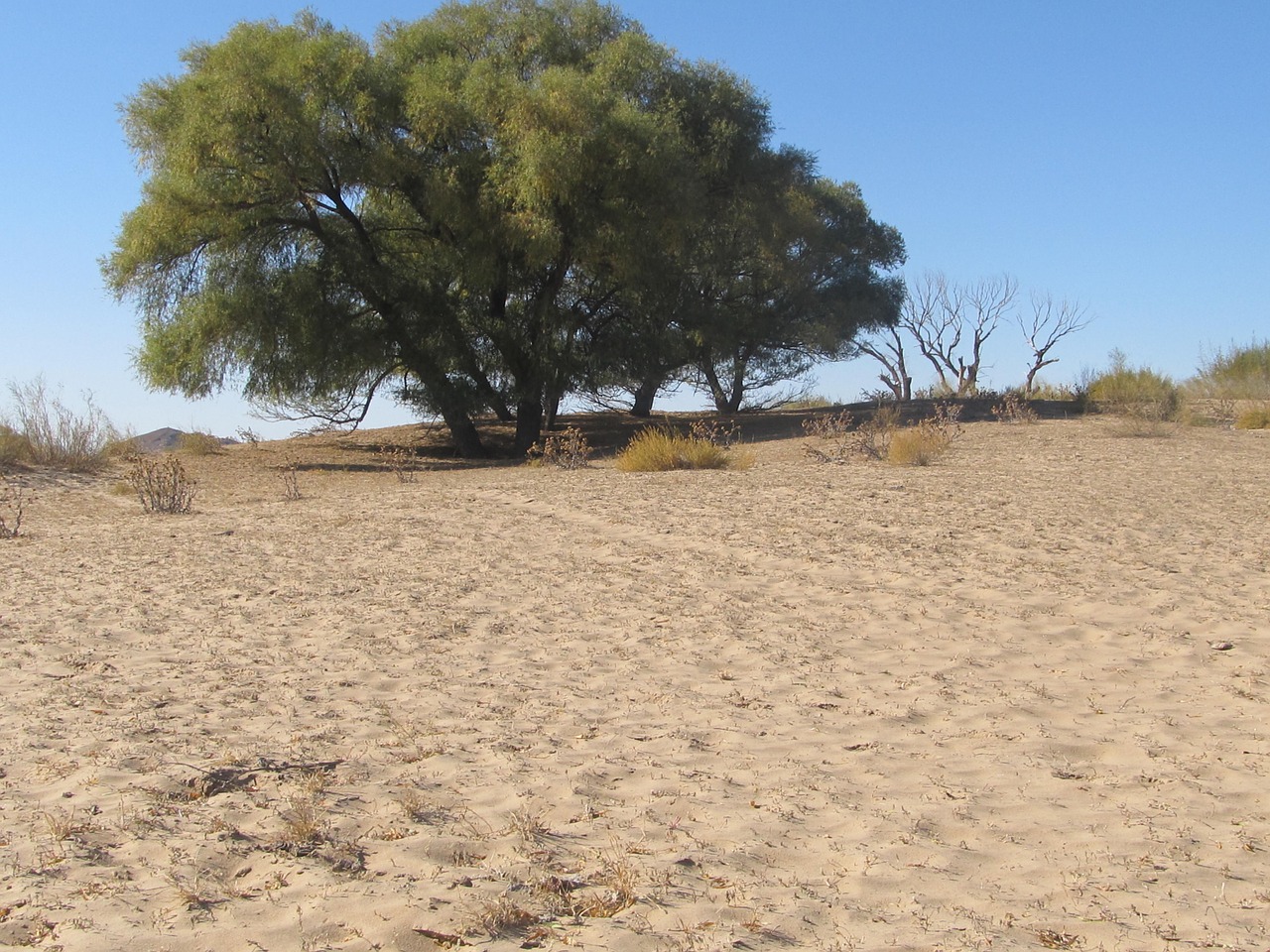 tree in the desert desert the scenery free photo