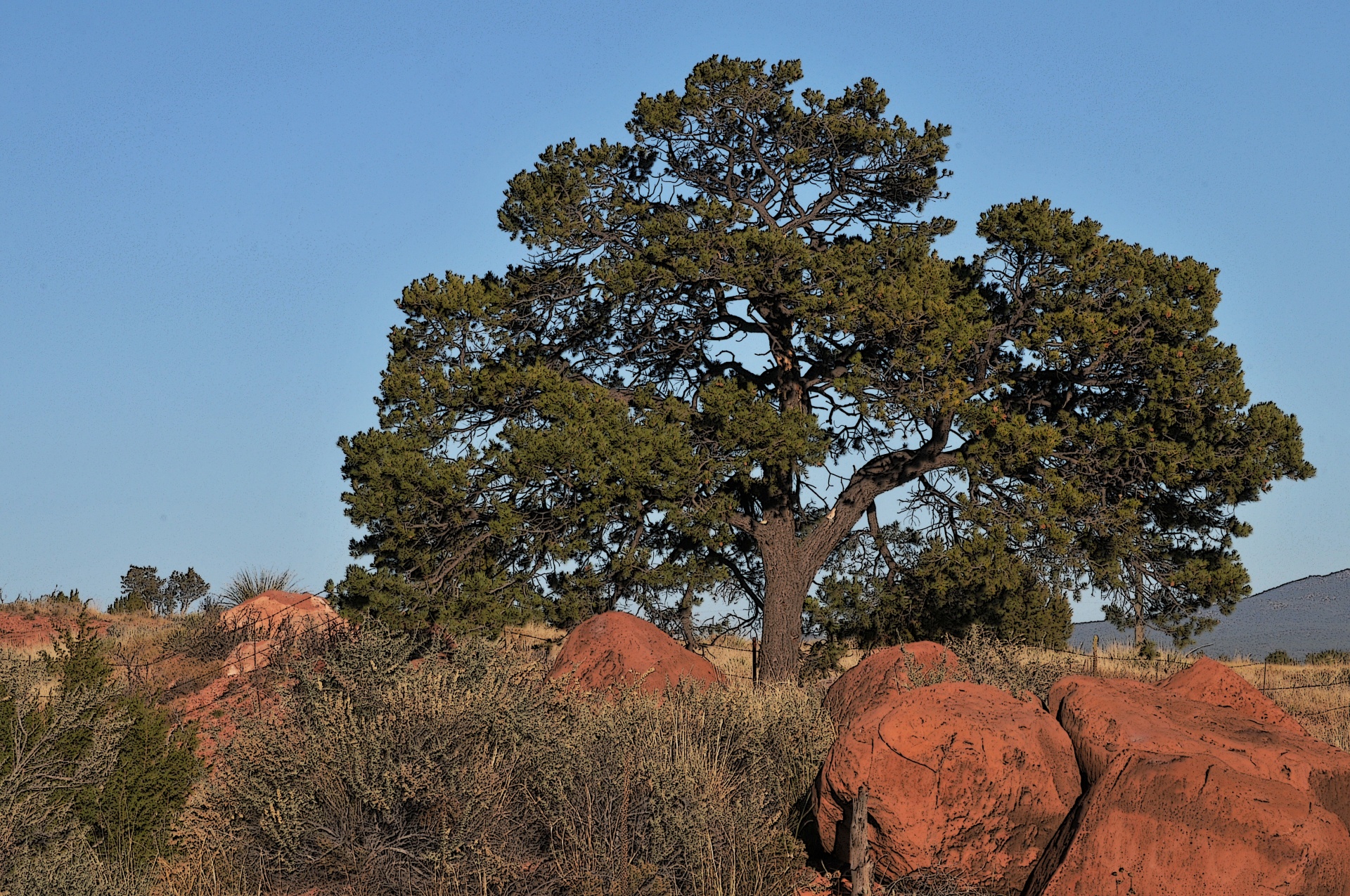 tree trees desert free photo