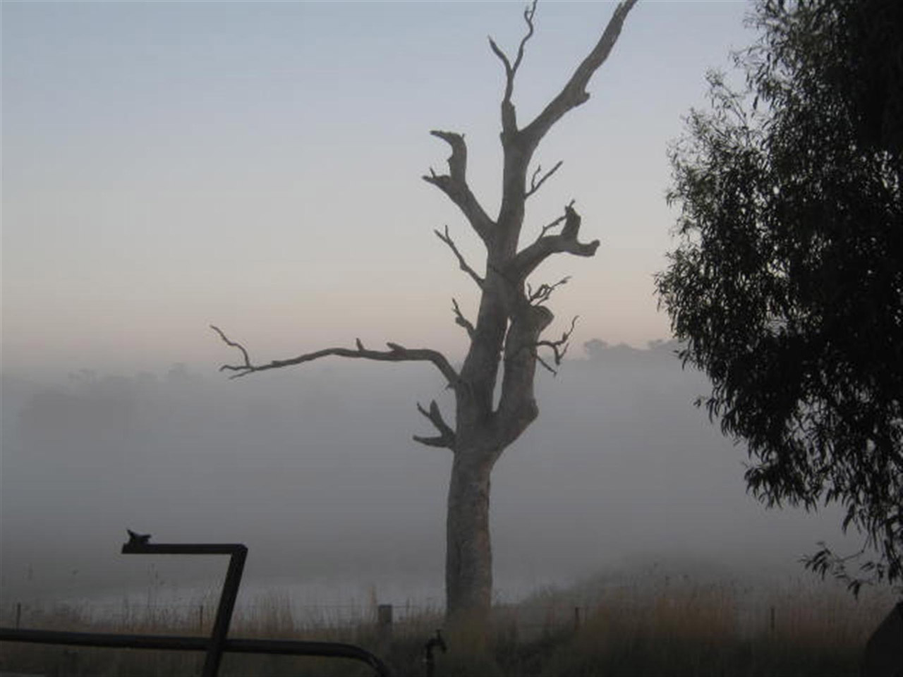 alexandra australia tree free photo