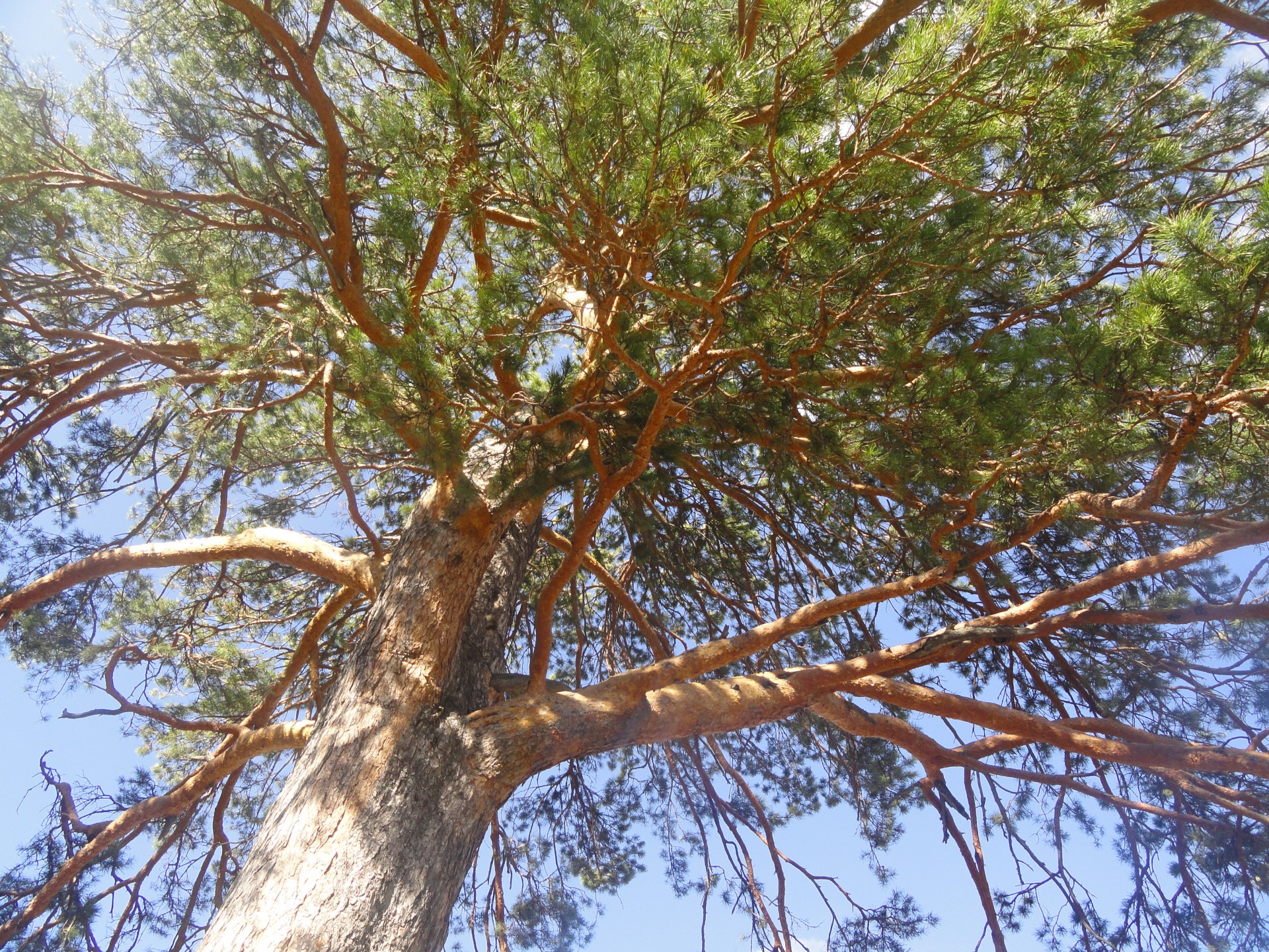 tree forest tree in the forest free photo