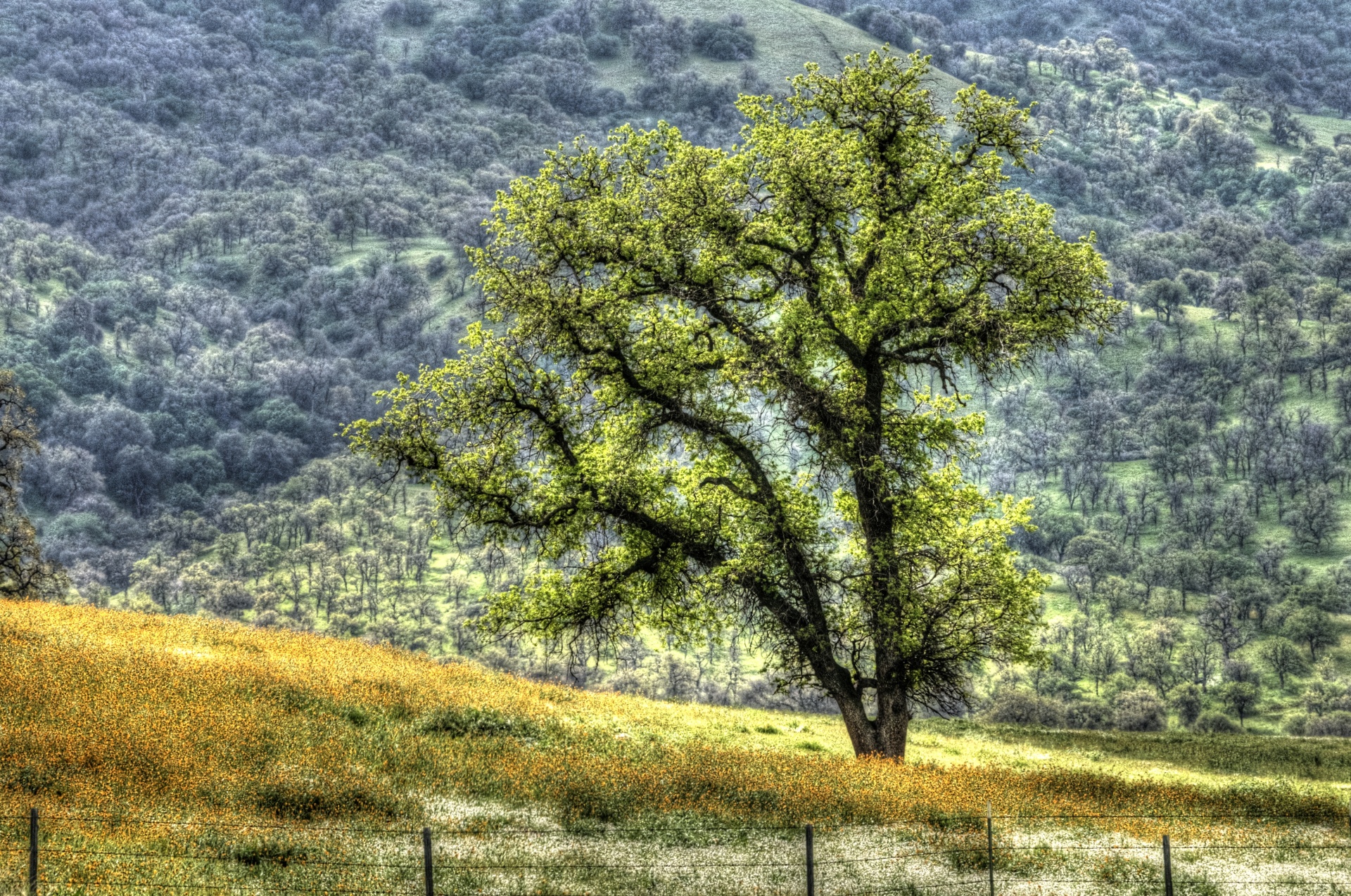 tree trees meadow free photo