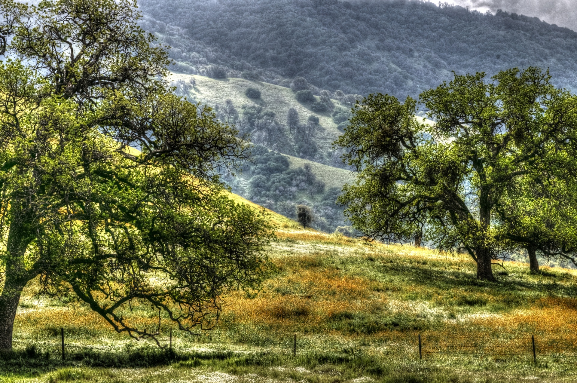 tree trees meadow free photo