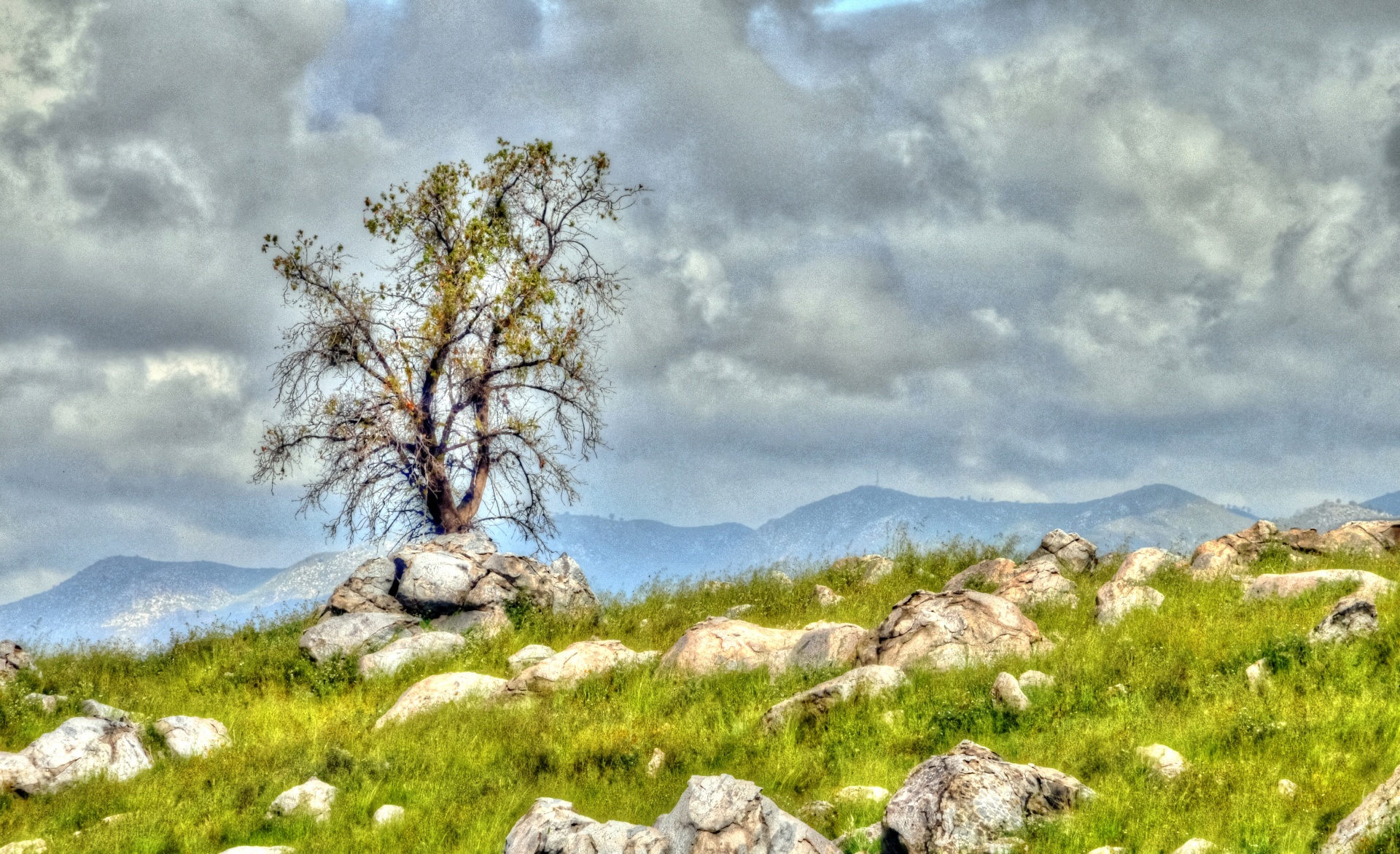 tree trees meadow free photo