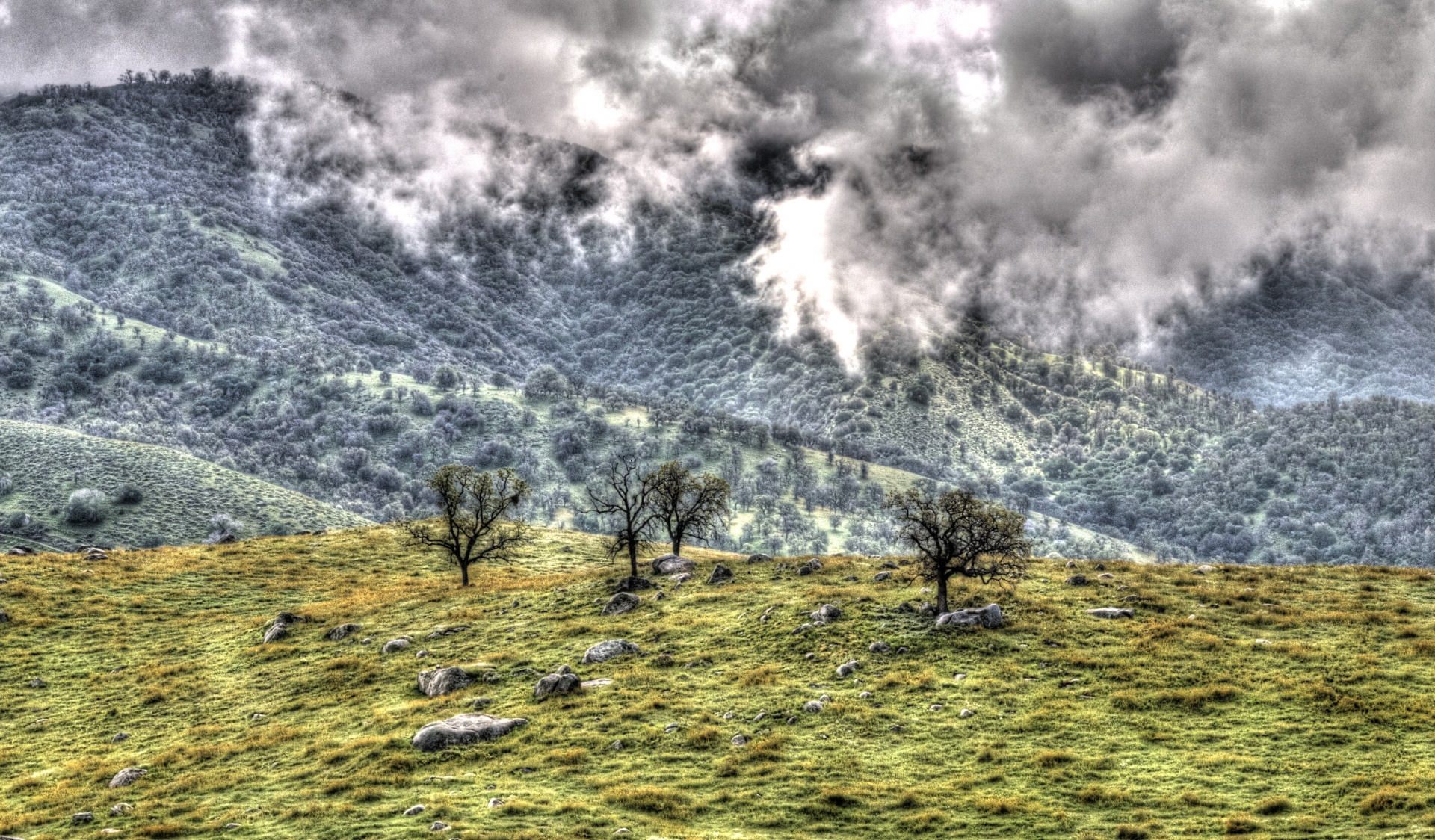 tree trees meadow free photo