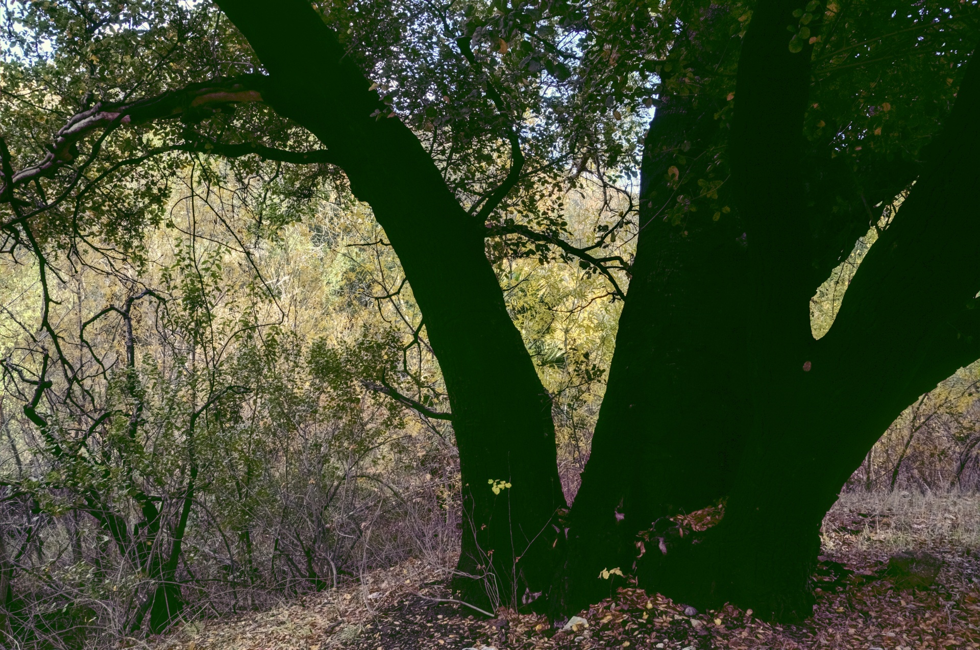 tree trees meadow free photo