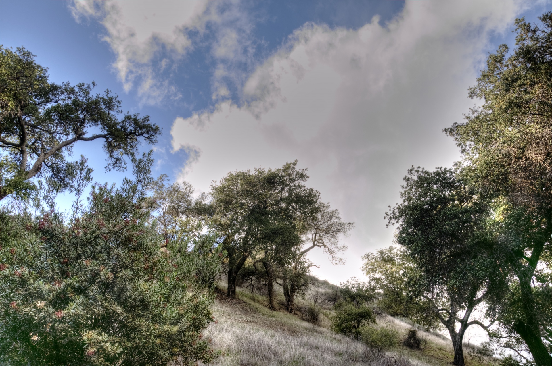 tree trees meadow free photo