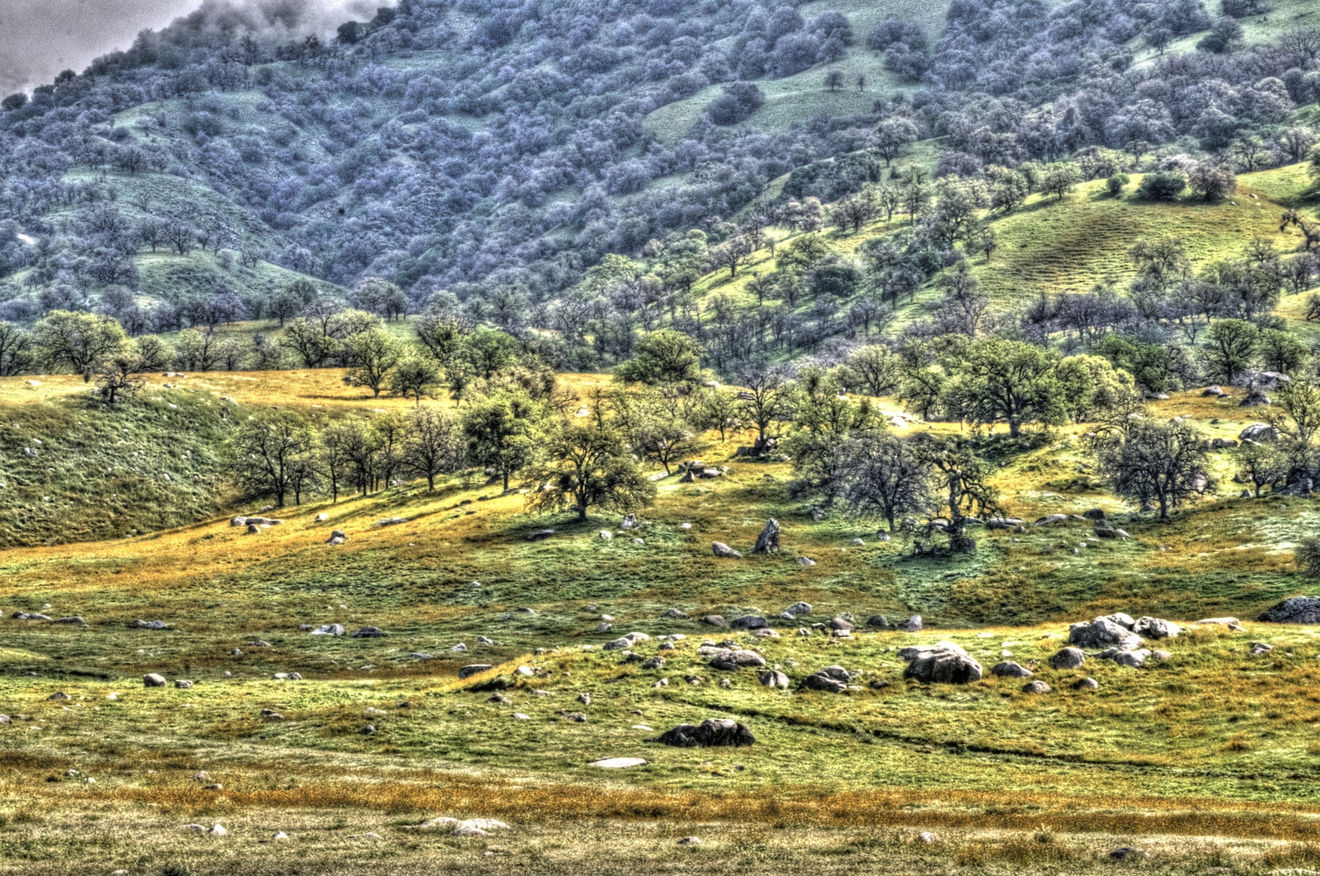 tree trees meadow free photo