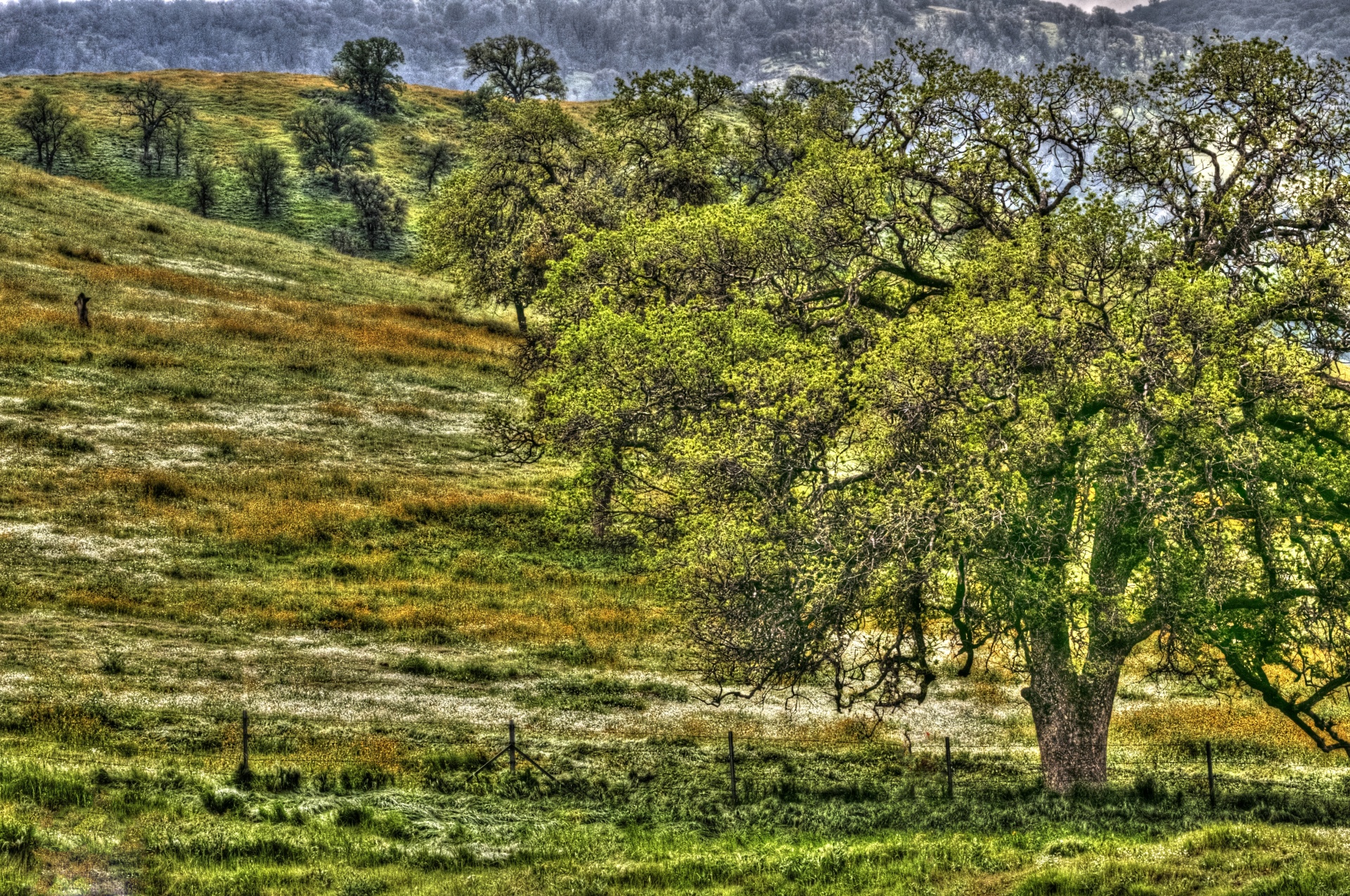 tree trees meadow free photo