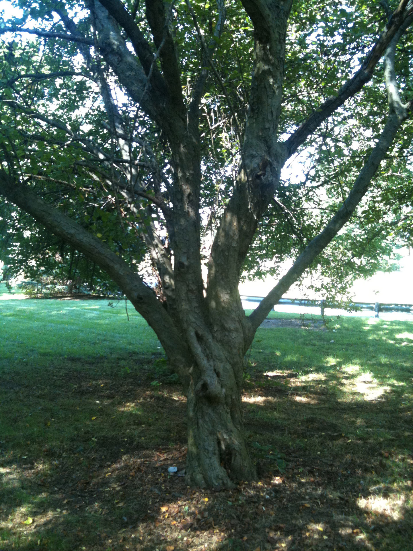 nature trees green free photo