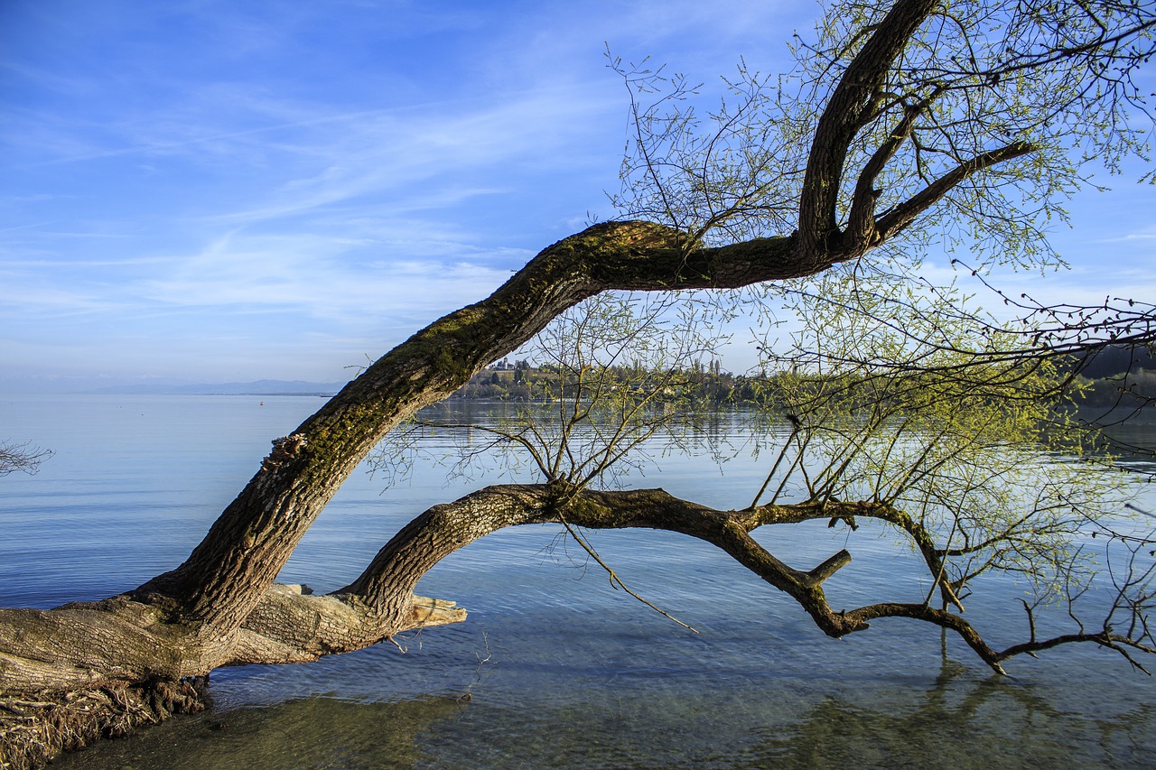 tree in the water tribe log free photo
