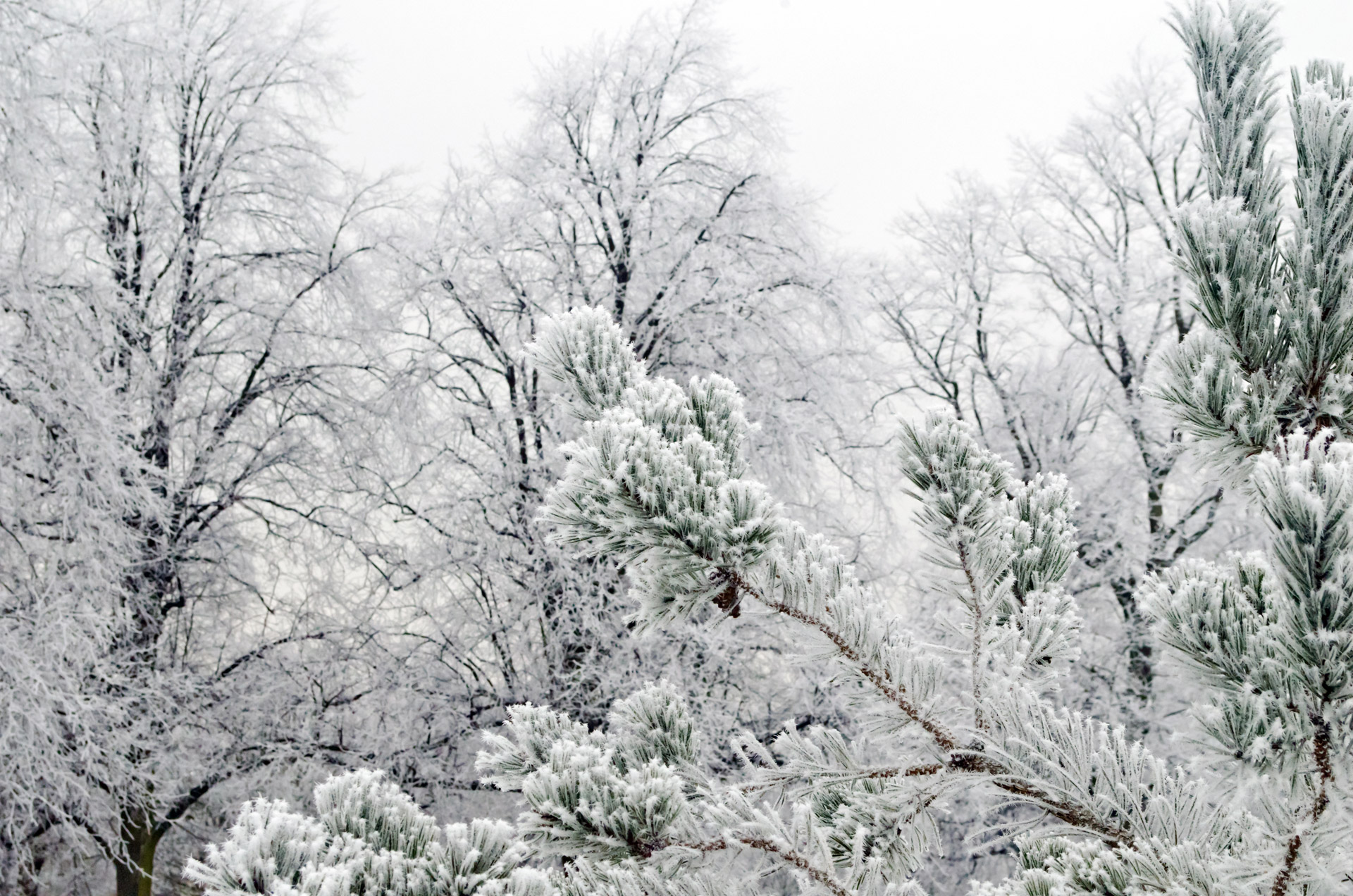 tree pine needles free photo