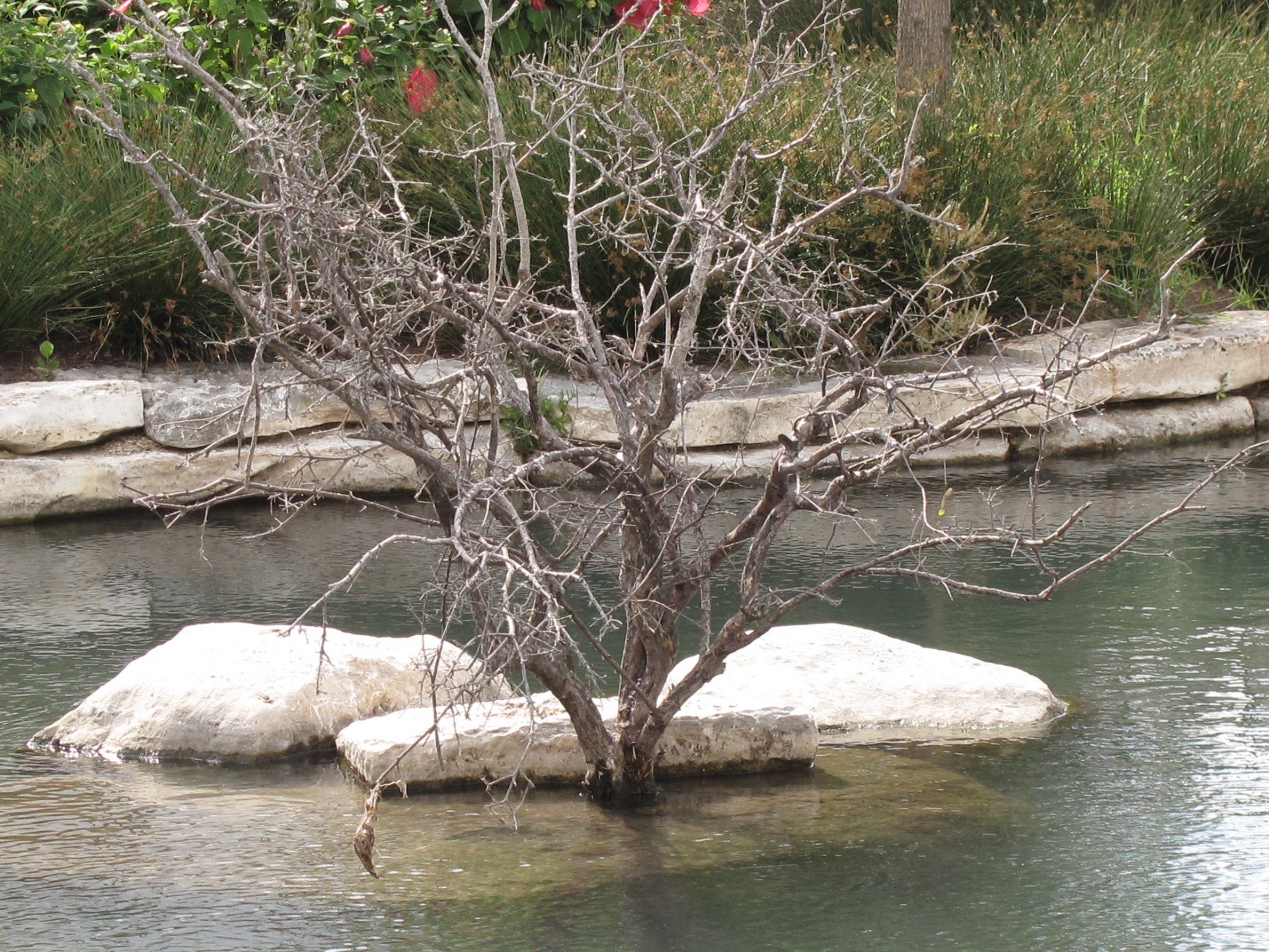 tree water rocks free photo