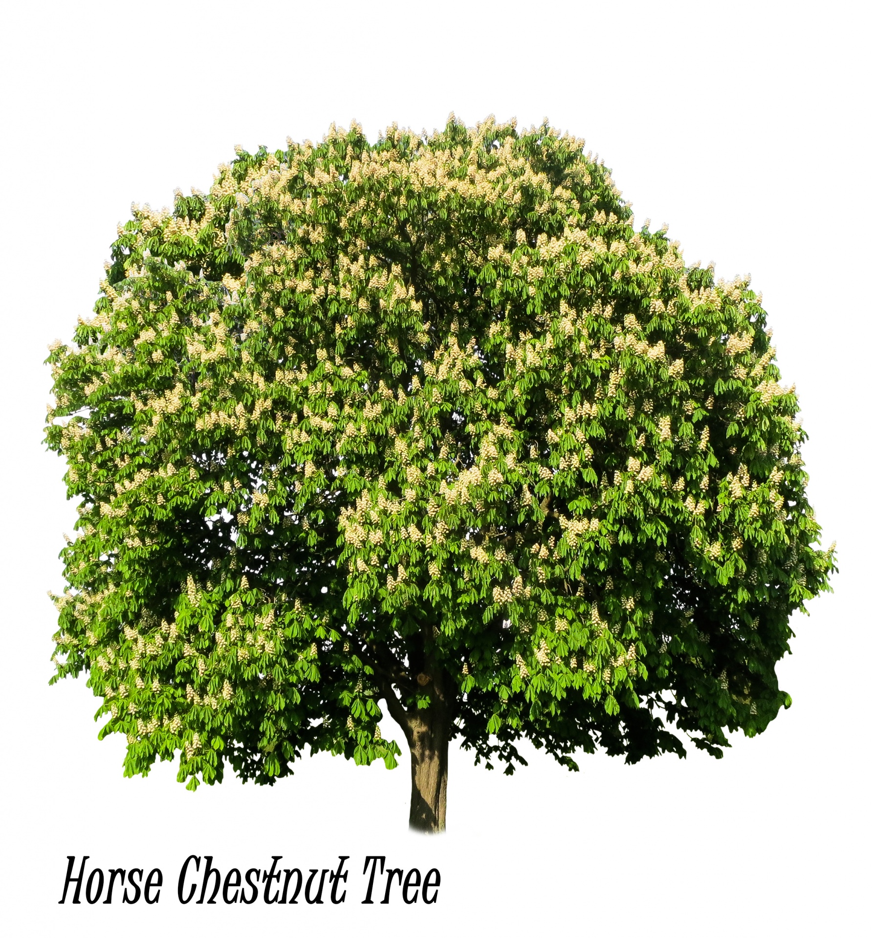 tree horse chestnut chestnut free photo