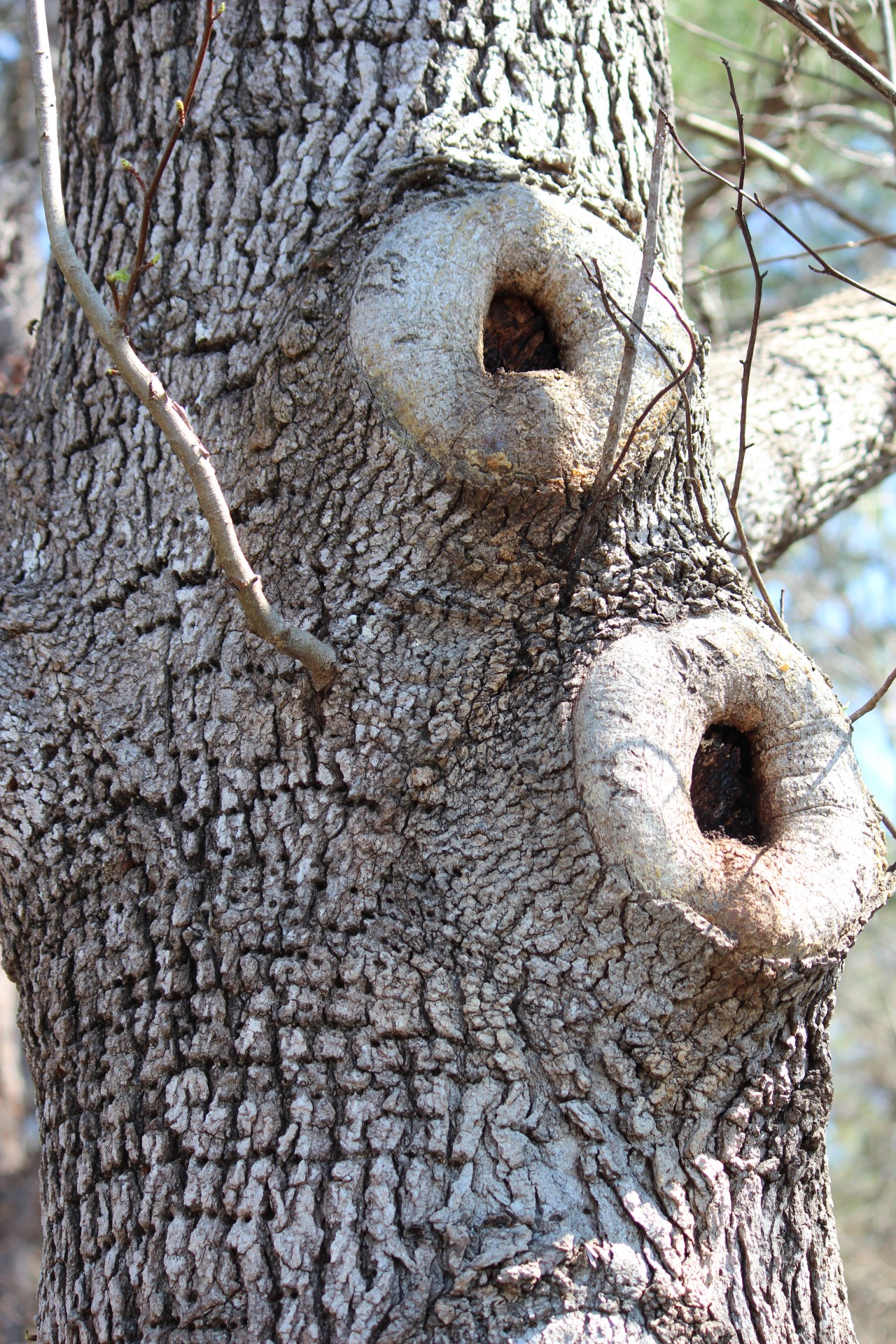 tree knot holes bark free photo