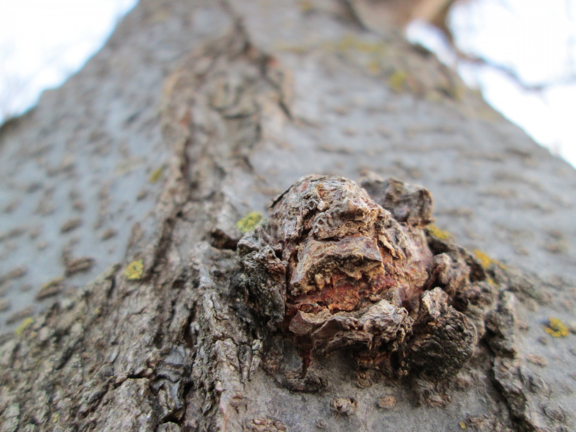 macro wood tree free photo