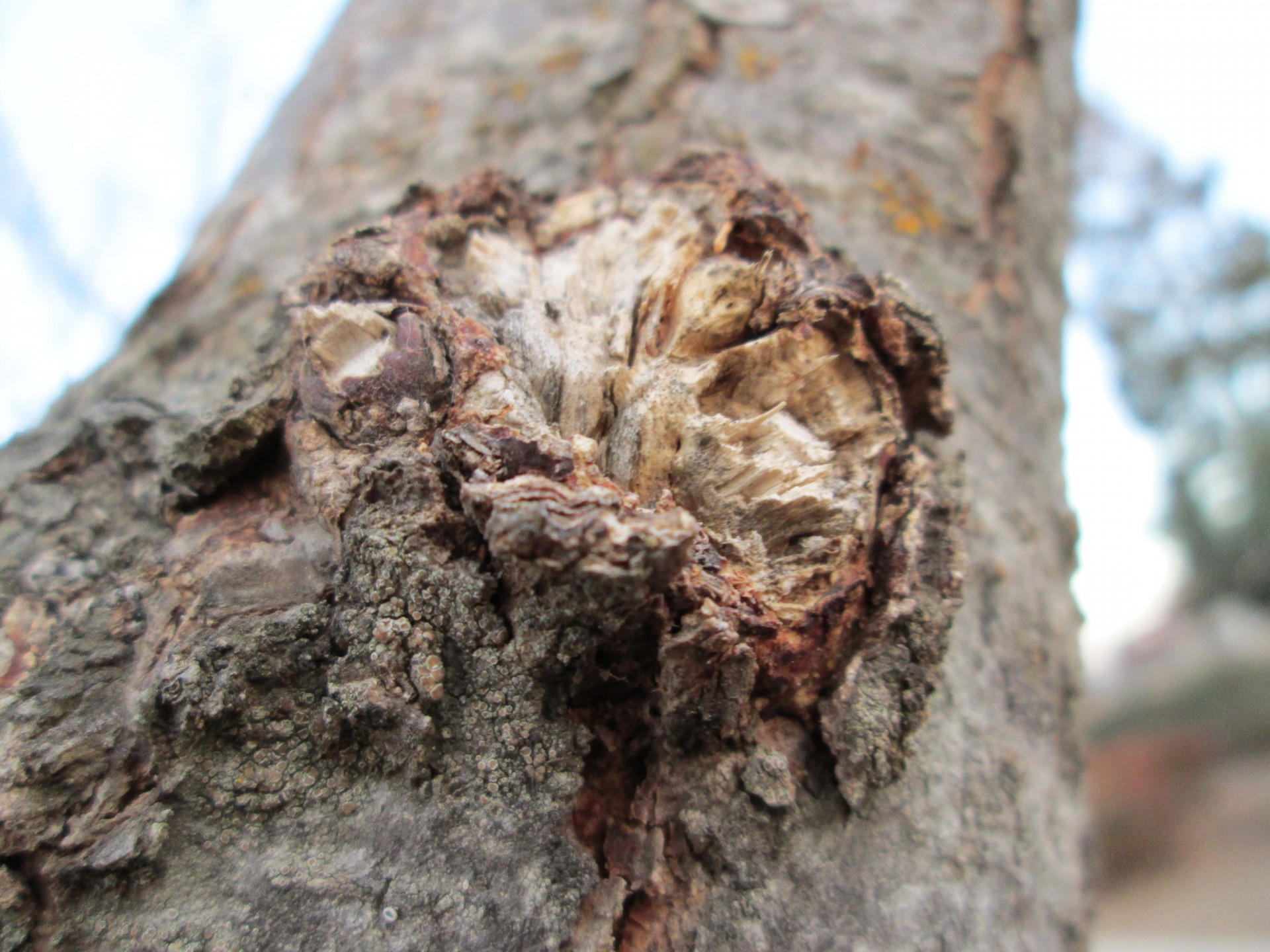 macro wood tree free photo