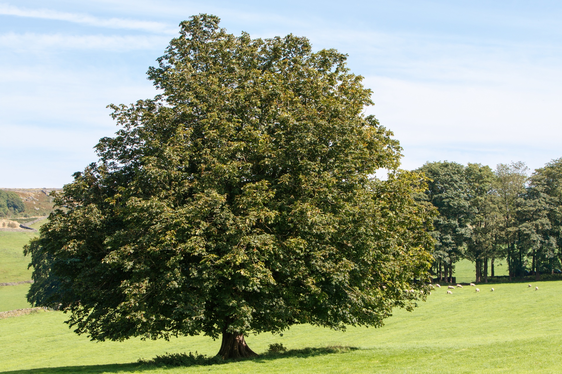 tree summer leaves free photo